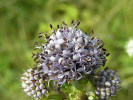 Poradí si se širokým záběrem  hostitelských rostlin – kromě hvozdíku parazitují květní sněti také např. na čertkusu lučním (Succisa pratensis). Foto Z. Janovský