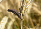 Také jiné patogeny dokážou kastrovat své hostitelské rostliny. Mezi  nejznámější patří paličkovice nachová  (Claviceps purpurea), vytvářející  typický námel v obilkách trav.  Foto Z. Janovský