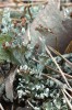 Dutohlávka přeslenitá  (Cladonia verticillata). Foto O. Peksa