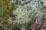 Dutohlávka hvězdovitá  (Cladonia uncialis). Foto O. Peksa