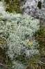 Dutohlávka brvitá (Cladonia ciliata). Foto O. Peksa