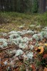 V podrostu boru na Písčitém vrchu u Žíšova nedaleko Veselí nad Lužnicí najdeme několik druhů dutohlávek v čele s dutohlávkou sobí (Cladonia rangiferina, na snímku). Foto T. Kučera