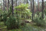 Lesní komplex národního parku Puszcza Kampinoska v Polsku – bory  na písečných dunách s brusnicemi, jalovcem a zmlazujícím podrostem  listnatých dřevin. Foto T. Kučera