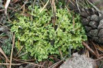 Dutohlávka listovitá (Cladonia foliacea). Foto O. Peksa