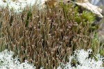 Dutohlávka štíhlá (Cladonia gracilis). Foto O. Peksa