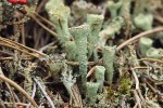 Dutohlávka křídlovitá (Cladonia pleurota). Foto O. Peksa