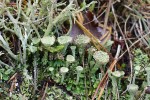 Dutohlávka pohárkatá (Cladonia pyxidata) s d. hnědozelenou (C. chlorophaea sensu lato) a d. rozsochatou (C. furcata – levý horní roh). Foto O. Peksa