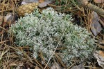 Dutohlávka sobí (Cladonia rangiferina). Foto O. Peksa