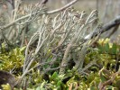 Dutohlávka temná (Cladonia stygia). Foto O. Peksa