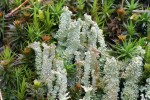 Dutohlávka šupinatá (Cladonia squamosa). Foto O. Peksa