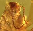Hlava švába z čeledi Corydiidae. Co asi viděl před zalitím pryskyřicí? Myanmarský jantar, stáří zhruba 99 milionů let (obr. 2–4). Výzkumem fosilních švábů z jantaru se zabývá autorka článku. Foto L. Šmídová