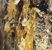 Přírodní pryskyřice vytékající z jedle v Krkonoších je příkladem zdroje jantaru. Stromy produkují pryskyřici v reakci na zranění nebo infekci. Ta pak vytéká a postupně tvrdne, což za příznivých podmínek v procesu fosilizace vytvoří jantar. Foto L. Šmídová