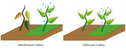 Infekce rostlin viry může prodloužit přežití rostlin při stresu ze sucha. Orig. M. Fraiberk, upraveno podle: M. J. Roossincková a E. R. Bazán (2017)