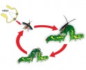 Životní cyklus parazitoidních vosiček. Žlutě – jejich vaječníky, kde ve specializovaných buňkách (calyx) probíhá replikace polydnavirů. Samice injikují vajíčka spolu s virem do housenek motýlů, kde se vylíhnou a vyvíjejí larvy. Geny virulence polydnavirů se exprimují v buňkách housenek a virové proteiny zajistí vývoj larev. Larvy pak opouštějí housenky, aby se zakuklily a dospěly. Housenky uhynou. Orig. M. Fraiberk