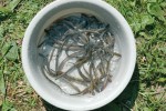 Ještě relativně početný úlovek mihule ukrajinské v Račím potoce v r. 2006,  kdy bylo dvěma odchyty zaznamenáno celkem 53 minoh (larev). Foto L. Hanel
