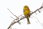 Samec strnada obecného (Emberiza citrinella). Foto J. Grünwald