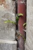 V r. 2008 byla kapradina nalezena na rušné ulici Úvoz v centru Brna.  Rostla ve spáře zdi za okapovým svodem  a udržela se tu asi dvě vegetační sezony do doby, než byl bytový dům zrekonstruován. Foto D. Láníková