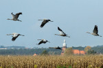  Migrující jeřábi se pohybují ve velkých hejnech. Foto P. Lumpe