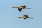 Jeřábi, včetně jeřába popelavého  (Grus grus), se zdržují v páru prakticky  po celý rok. A to i v případě velkých  hejn na shromaždištích a zimovištích.  Foto D. Boucný