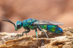 Pavel Tyrner zasvětil život studiu zlatěnek (Chrysidae) – Chrysis fasciata. Foto P. Šípek