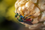 Pavel Tyrner zasvětil život studiu zlatěnek (Chrysidae) – zlatěnka vínová (Hedy­chrum rutilans). Foto P. Šípek