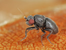 Bezkřídlá Aptilotus paradoxus z oblíbené skupiny Jindřicha Roháčka, čeledi mrvnatkovití (Sphaeroceridae). Foto J. Roháček