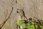 Mládě ještěrky zední (Podarcis muralis) na Městském hřbitově v Opavě 28. prosince 2023. Byla zde introdukována mimo jiné jedna z italských linií poddruhu P. muralis maculiventris. Foto P. Vlček