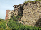 Zimní aktivita ještěrky zední (Podarcis muralis) byla doložena i na zřícenině hradu Šelenburk u Krnova, kde žije pravděpodobně nepůvodní populace. Foto A. Funk