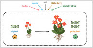 Důsledky biotického a abiotického stresu na diploidy a polyploidy. Podle: X. Li a kol. (2024). Orig. M. Trávníček, redakčně upraveno