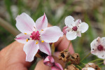 Šmel okoličnatý (Butomus umbellatus), květ diploidního (vpravo) a triploidního (vlevo) jedince s viditelnou změnou ve velikosti mezi cytotypy. Foto J. Rydlo