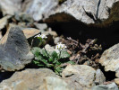 Tetraploid řeřišničníku písečného (Arabidopsis arenosa) se adaptoval i na extrémní podmínky, např. toxické hadcové půdy. Foto D. Požárová