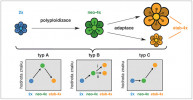 Vývoj znaků během evoluce polyploi dů – vznik neopolyploida a následná adaptace na polyploidii u etablovaných populací. 2x – diploid, neo-4x – neotetra ploid, etab-4x – etablovaný tetraploid. Znaky typu A–C popsány v textu. Upraveno podle: K. Bomblies (2020). Orig. M. Trávníček, redakčně upraveno
