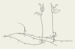 Příklady druhů s hypogeogenními oddenky. V nodech tyto oddenky nesou listové šupiny a jejich internodia a roční přírůstky mohou být dlouhé, např. u pstročku a suchopýru, nebo krátké. Pstroček dvoulistý (Maianthemum bifo­lium). Orig. J. Klimešová