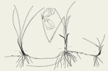 Příklady druhů s hypogeogenními oddenky. V nodech tyto oddenky nesou listové šupiny a jejich internodia a roční přírůstky mohou být dlouhé, např. u pstročku a suchopýru, nebo krátké. Suchopýr úzkolistý (Erio­phorum angustifolium). Orig. J. Klimešová