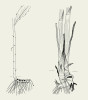 Příklady druhů s hypogeogenními oddenky. V nodech tyto oddenky nesou listové šupiny a jejich internodia a roční přírůstky mohou být dlouhé, např. u pstročku a suchopýru, nebo krátké. Jestřábník Lachenalův (Hieracium lachenalii, vlevo) a žluťucha lesklá (Thalictrum lucidum, vpravo). Orig. J. Klimešová