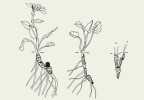 Epigeogenní oddenek tvoří např. i kamzičník Doronicum grandiflorum. Orig. J. Klimešová