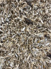Kosti získané prosíváním písčitého substrátu podkladu hnízdní kotlinky výra velkého. Foto J. Andreska