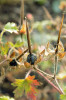 Plod kakostu českého (Geranium bohemicum). Foto P. Mráz