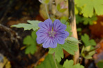 Kvetoucí kakost český (Geranium bohemicum) na nově nalezené  lokalitě nedaleko Voznice u Mníšku pod Brdy.  Pro Českou republiku jde o znovunalezení druhu po téměř  150 letech. Kakost český je jedním z nemnoha druhů  středoevropské flóry, které jsou téměř  výhradně vázány  na čerstvá lesní  spáleniště. Foto P. Mráz