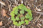 Listová růžice kakostu českého (Geranium bohemicum). Foto P Mráz