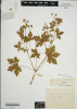 Jedna z nejstarších herbářových položek kakostu českého (Geranium bohemicum) dokládající výskyt tohoto na Bezdězu (sbíral I. Tausch v třicátých letech 19. století), druh zde byl následně opakovaně sbírán až do roku 1876. Foto Z. Vaněček