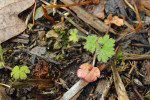 Klíčící kakost český (Geranium bohemicum) na nové nalezené lokalitě nedaleko Voznice u Mníšku pod Brdy. Příbuzný kakost G. lanuginosum se liší absencí zářezů na děložních listech. Foto P. Mráz