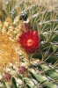 Výrazné květy se u Ferocactus diguetii objevují sporadicky během celého roku, ale největší vlna kvetení přichází  po prvních letních deštích. Foto L. Kunte