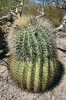 Největší nalezená rostlina F. diguetii subsp. carmenensis na ostrově Carmen dosahovala výšky asi 60 cm. Na jejím temenu zůstaly staré nevyvinuté plody. Foto L. Kunte