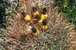 Dozrávající plody F. chrysacanthus  lze vidět na rostlinách po celý rok. Foto L. Kunte