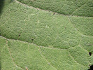 Lopuch (Arctium sp.), v detailu. Foto P. Kovář