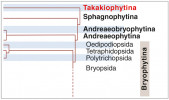Postavení pododdělení Takakiophytina ve fylogenetickém stromu hlavních skupin oddělení mechy (Bryophyta). Upraveno podle: Y. Liu a kol. (2019)