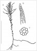 Takakia lepidozioides; a – celkový vzhled rostliny, b – buněčná síť špičky listového segmentu, c – průřez segmentu listu v jeho dolní třetině. Měřítko je 5 mm. Kresba vytvořena podle herbářových položek. Orig.: Z. Soldán