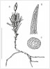 Takakia ceratophylla; a – celkový vzhled rostliny, b – buněčná síť špičky listového segmentu, c – průřez segmentu listu v jeho dolní třetině. Měřítko je 5 mm. Kresba vytvořena podle herbářových položek. Orig.: Z. Soldán