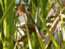 Část těla veleještěrky atlantské (G. atlantica), napíchnutá ťuhýkem šedým (Lanius excubitor koenigi) na list palmy. Ťuhýci veleještěrky běžně loví, a mají-li přebytky, vytvářejí si tímto způsobem krátkodobé zásoby potravy. Costa Teguise, Lanzarote. Foto J. Moravec